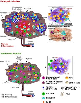 Lymph Node Cellular and Viral Dynamics in Natural Hosts and Impact for HIV Cure Strategies